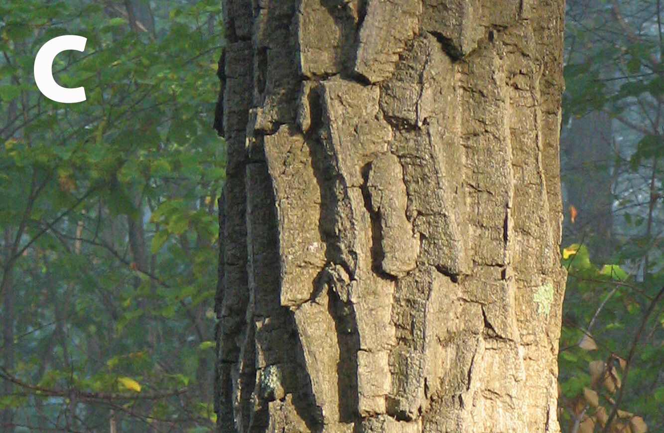 Chestnut oak